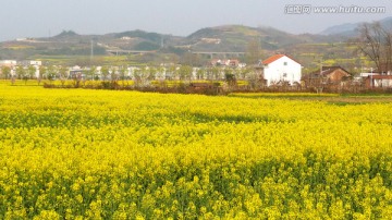 油菜花