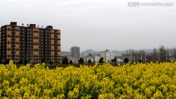 油菜花