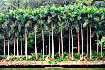 棕榈林