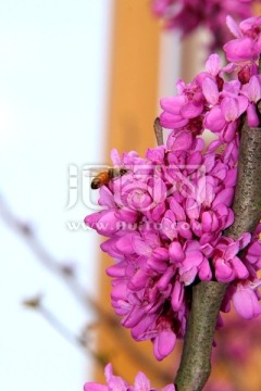 紫荆花高清摄影