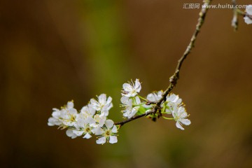 李花枝