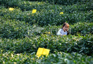 春天茶园春游