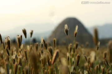 西夏皇陵