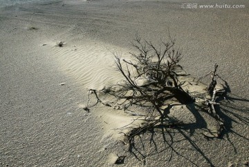 沙漠枯枝