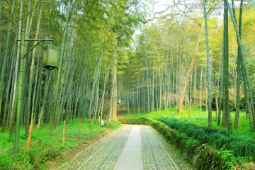 竹林 林中小道