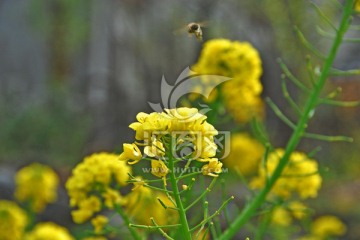 油菜花