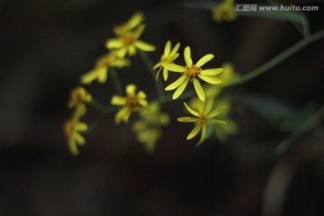 野菊花