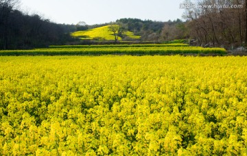 春天 油菜花