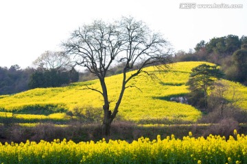 春天 油菜花