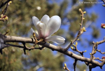 玉兰花