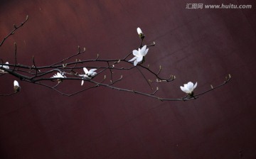 玉兰花