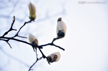 玉兰花朵