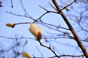 玉兰花苞