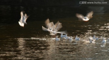 慢门海鸥