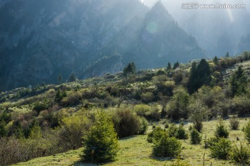 扎尕那 林区