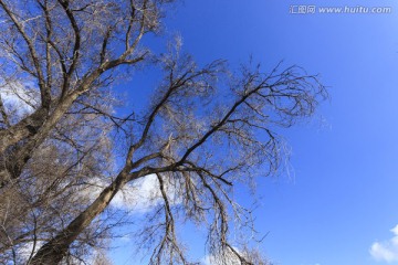 蓝天下的树