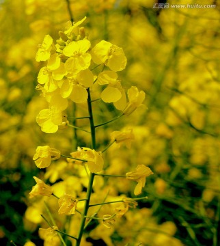 油菜花