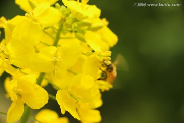 油菜花黄花