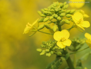 油菜花