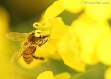 蜜蜂和花