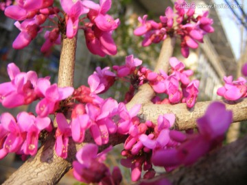 紫荆花