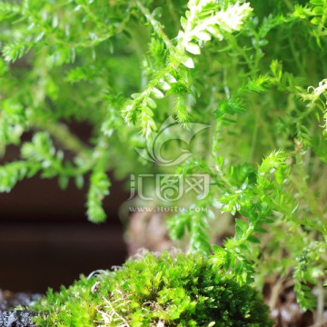 青龙草和苔藓