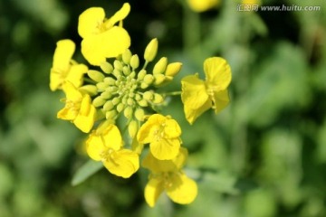 油菜花