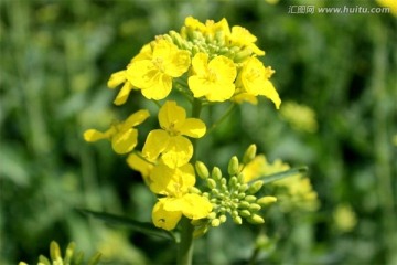 油菜花