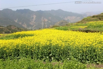 油菜花海