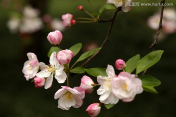 海棠花