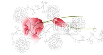 白粉紅花