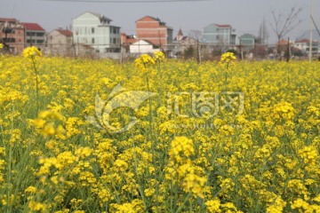 油菜花