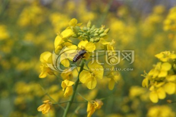 油菜花