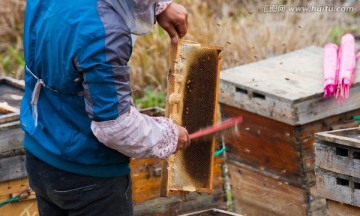 养蜂人 取蜂蜜
