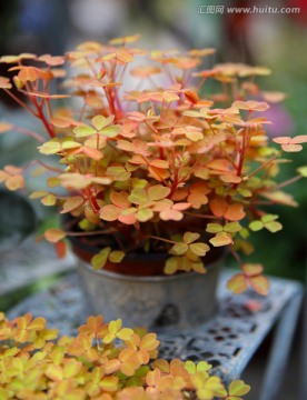 观赏花卉 观赏植物