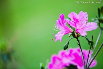 杜鹃花 映山红