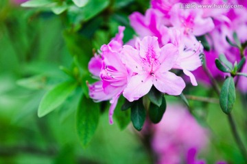 杜鹃花 映山红