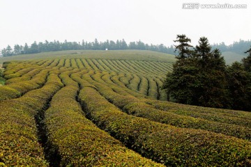 茶山 形状 梯田