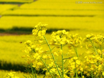 油菜花