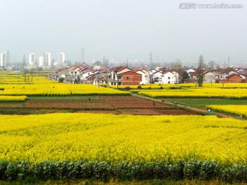 油菜花