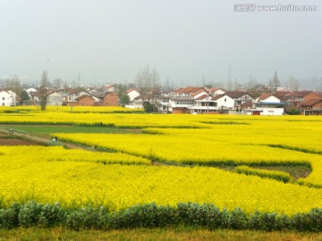 油菜花