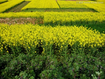 油菜花