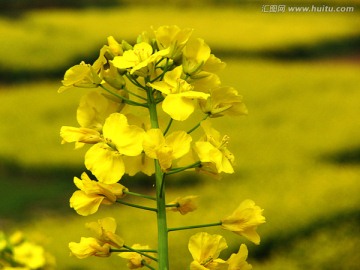 油菜花