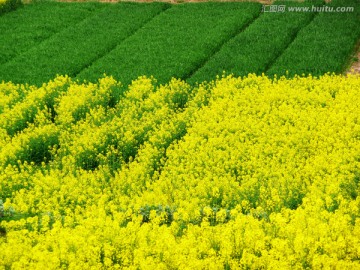 油菜花