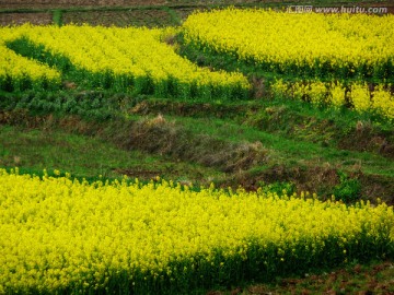 油菜花