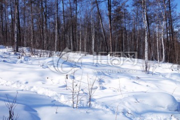 大兴安岭林海雪原