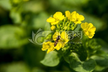 蜜蜂和油菜花