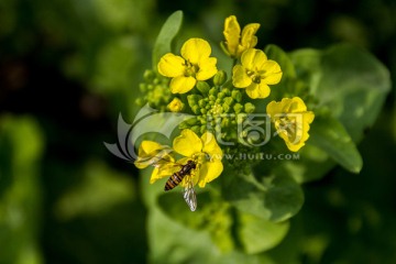 蜜蜂和油菜花