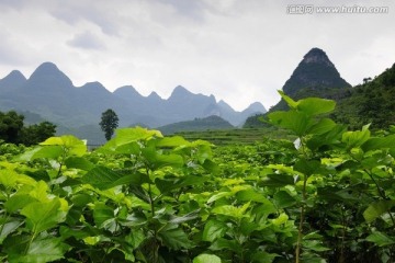 桑树桑叶