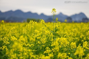 田园田野